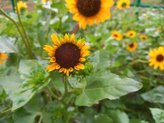 Fototapeta premium Yellow sunflower blooming under daylight and green nature around.
