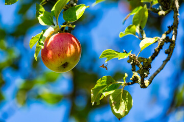 Single King Of the Pippins apple hanging in sundappled shade in an apple tree