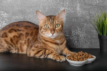 Bengal cat near a bowl of dry food on a dark background.