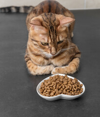 Bengal cat near a bowl of dry food on a dark background.