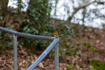 Fototapeta na wymiar red bird standing on a grey fence