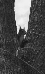 squirrel between trees