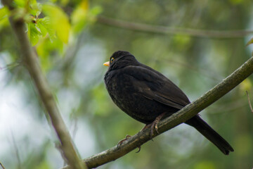 blackbird on a branch