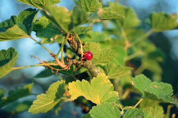 Fototapeta premium Red currant bush with one berry. Harvesting currants.