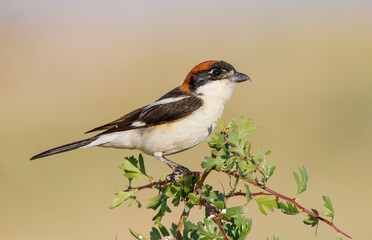 Woodchat Shrike (Lanius senator) is a carnivorous bird that feeds on small birds, lizards and field mice. It is also a songbird.