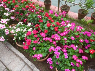 Colorful Annual Vinca or Madagascar Periwinkle, Periwinkle Rose or Periwinkle flowers blooming on a garden. Evergreen, erect-to-spreading, herbaceous small decorative flower.