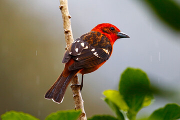 Flame-coloured Tanager, Costa Rica - obrazy, fototapety, plakaty
