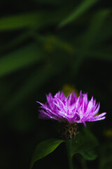 A close-up composition of forest flowers with a beautiful pattern on a dark green bokeh background with free space for decoration, the concept of a floral background. copy space