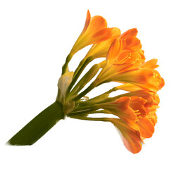 Blühende Klivie © Michael