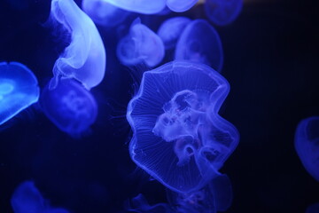 美しく輝く深海のミズクラゲ