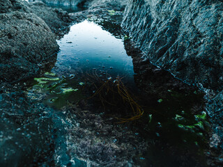 Algae of Japanese sea.