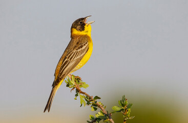 Black-headed Bunting (Emberiza melanocephala) is summer it is a common warbler in Asia and Europe....