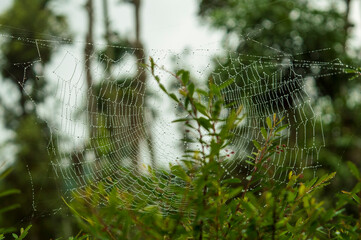 Spiders build webs specifically to trap and catch insects to eat. They are made up of silk, natural fibre and protein. Here is a wet spider web in a rainy day forming a beautiful background.