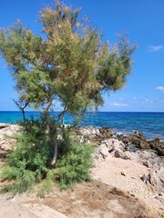 Cala Ratjada -Mallorca