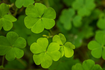 Yellow wood sorrel forming a beautiful texture pattern background with some parts in focus

