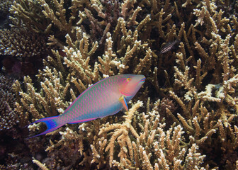 A bright colored parrotfish swimming over the coral reef