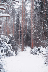 Fototapeta premium Winter forest landscape. Tall trees under snow cover. January frosty day in the park.