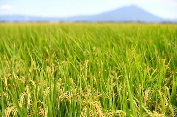 稲と山（筑波山）