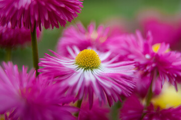 Obraz premium fleurs