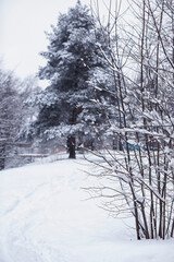 Winter forest. Landscape of the park in winter. Snow-covered trees at the edge.