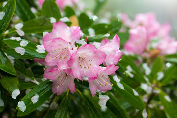 Obraz premium 雨と花