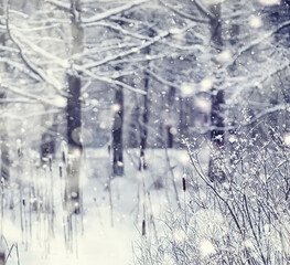 Winter forest landscape. Tall trees under snow cover. January frosty day in the park.