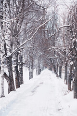 Winter forest landscape. Tall trees under snow cover. January frosty day in the park.