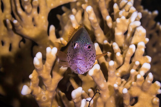 A close up of a Freckled hawkfish (Paracirrhites forsteri) on a fire coral facing the camera with reddish brown color and dark spots