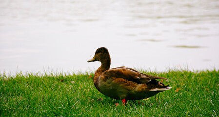 duck on the water