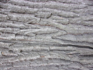the texture of an old tree. grey oak bark.