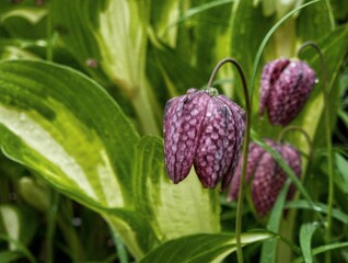 Close-up view of snake's head fritillary flower plants before the green leaves