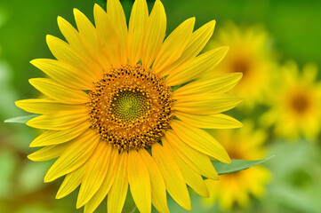 ヒマワリの花（Sunflower）