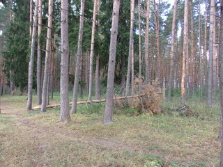 pine forest. an old tree. photo wallpapers.