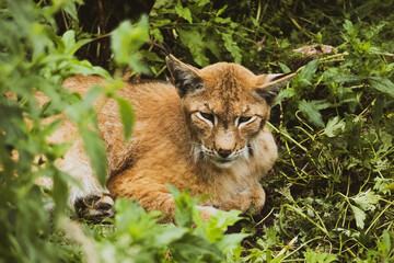 Lazy Lynx