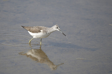 Greenshank