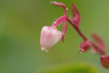 Lemonleaf flower