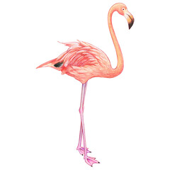 Obraz premium Watercolor beautiful realistic pink flamingo