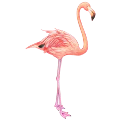 Fotobehang Watercolor beautiful realistic pink flamingo © angela0982