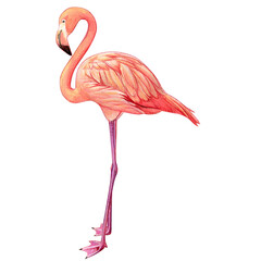 Naklejka premium Watercolor beautiful realistic pink flamingo