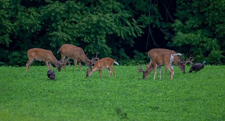Beautiful shot of small herd of white-tailed deer and wild turkeys grazing on green grass - obrazy, fototapety, plakaty
