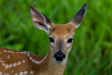Closeup portrait of a white-tailed fawn looking at the camera with blur green background
