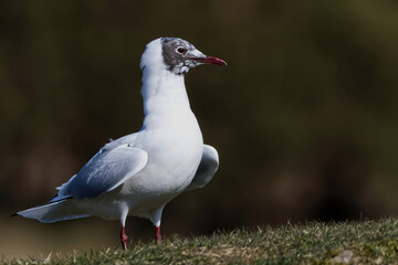Black-headed gull mid plumage