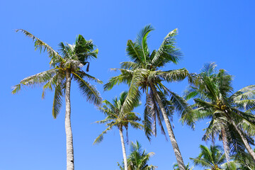 Palm tree at Puka Shell Beach, Boracay Island, Philippine