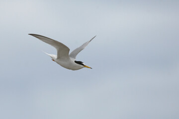 Little tern in flight