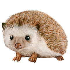Watercolor hand drawn hedgehog illustration cutout