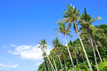 Naklejka premium Palm tree at Puka Shell Beach, Boracay Island, Philippine