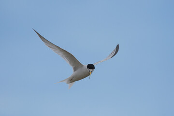 Little tern in flight