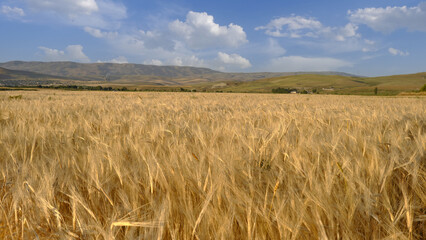 field of wheat