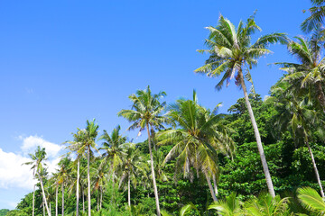 Naklejka premium Palm tree at Puka Shell Beach, Boracay Island, Philippine