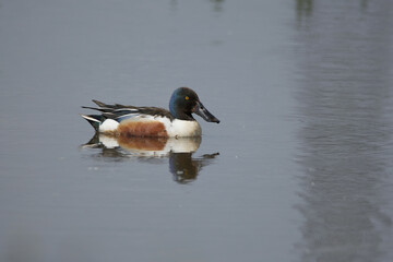 Male shoveler duck